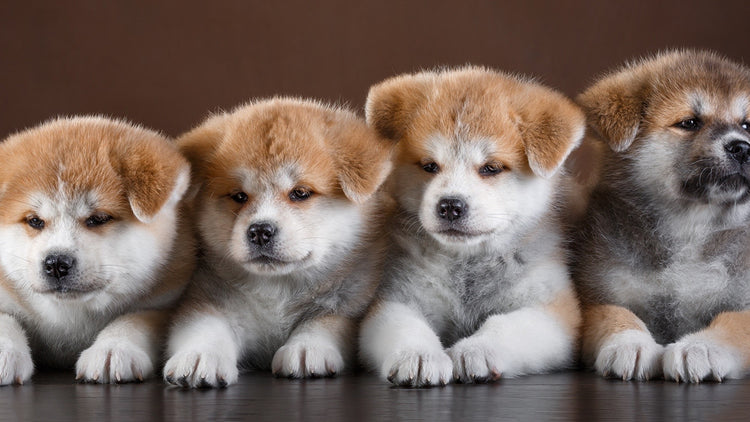 Luxury pet health supplies for your companion's wellness and premium care.