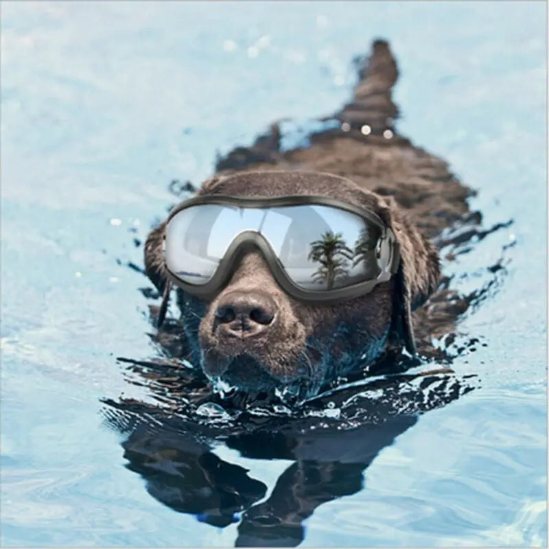 Dog glasses A&S Collection