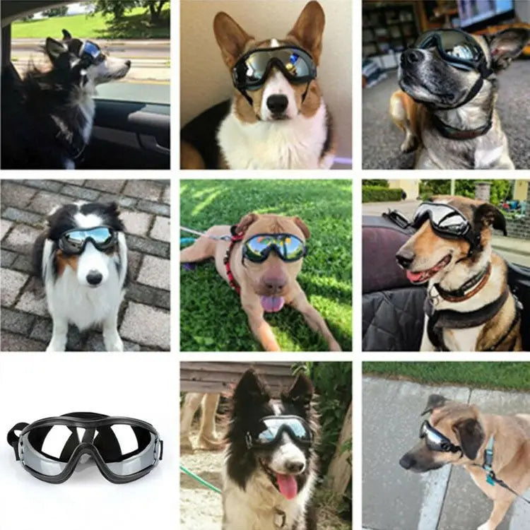 Dog glasses A&S Collection