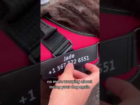 Personalized Dog Harness NO PULL Reflective Breathable Adjustable Pet Harness Vest For Small Large Dog Custom Patch Pet Supplies